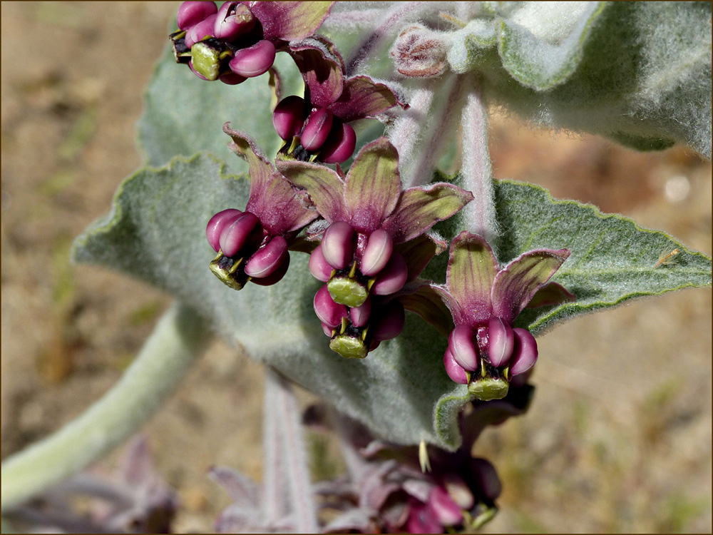 03asclepias_speciosa1250460w